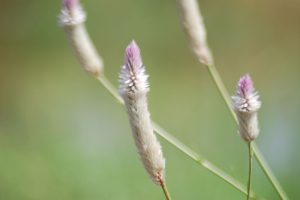 Celosia-argentea_01