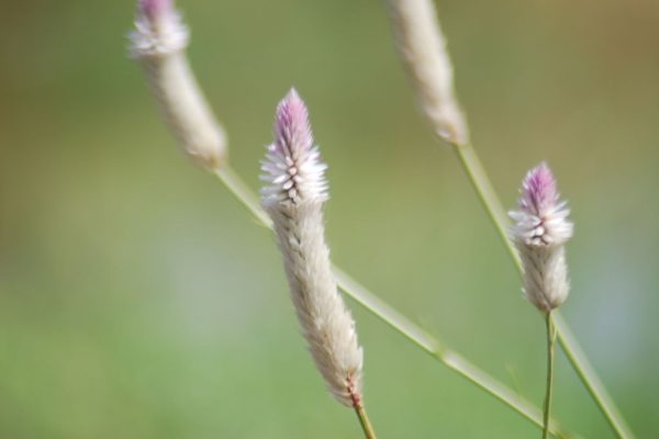 Celosia-argentea_01