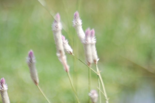 Celosia-argentea_02
