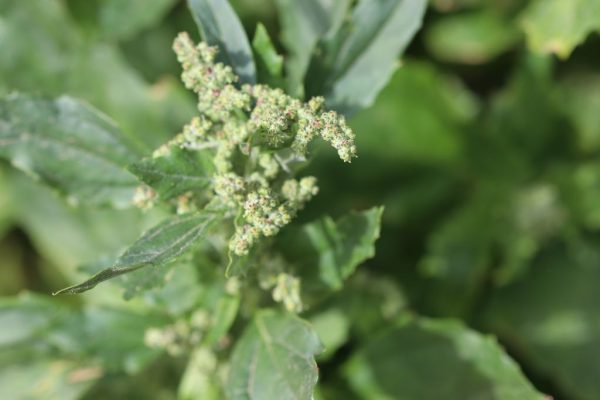 Chenopodium-murale_02
