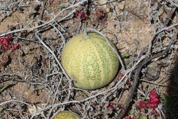 Citrullus-colocynthis_3