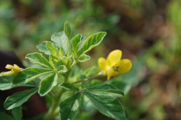 Cleome-viscosa_02