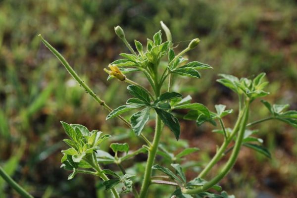 Cleome-viscosa_03