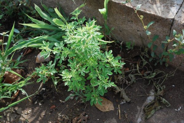 Cleome-viscosa_04