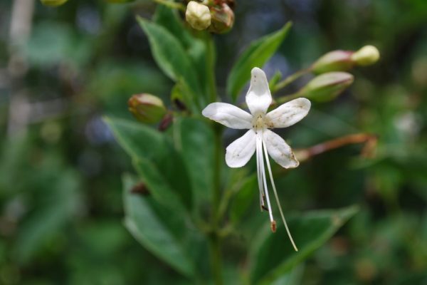 Clerodendrum-triflorum_01