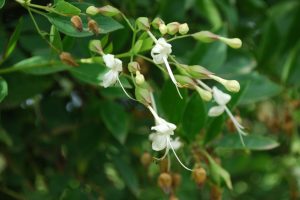 Clerodendrum-triflorum_02