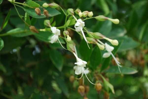 Clerodendrum-triflorum_02