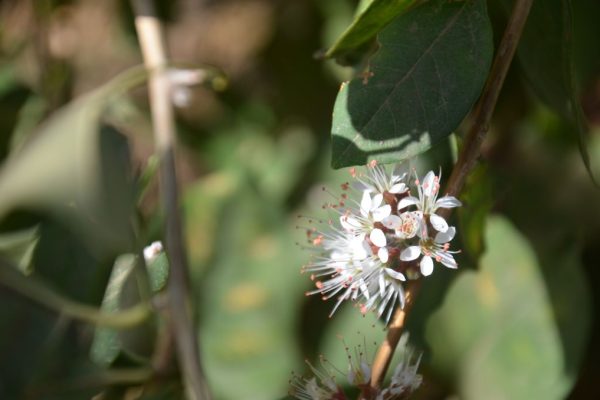 Combretum-aculeatum_01