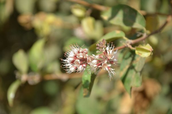 Combretum-aculeatum_02