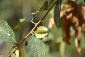 Combretum-aculeatum_03