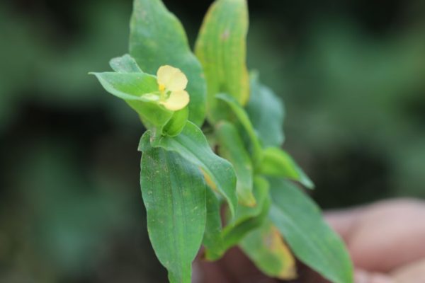 Commelina-africana_01
