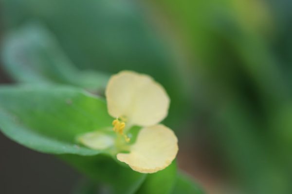 Commelina-africana_02
