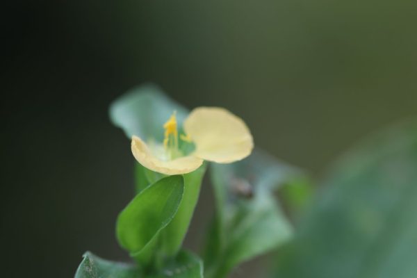 Commelina-africana_03