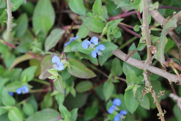 Commelina-benghalensis_01