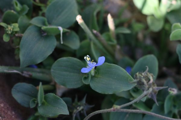 Commelina-benghalensis_02
