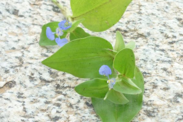 Commelina-benghalensis_03