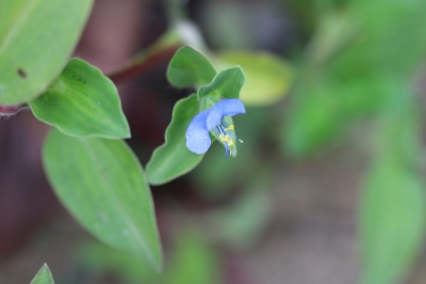 Commelina-benghalensis_04