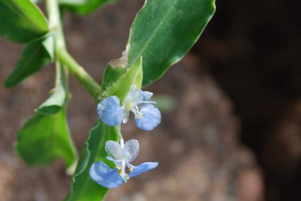Commelina-diffusa_01-1-rotated