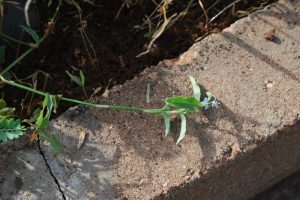 Commelina-diffusa_03