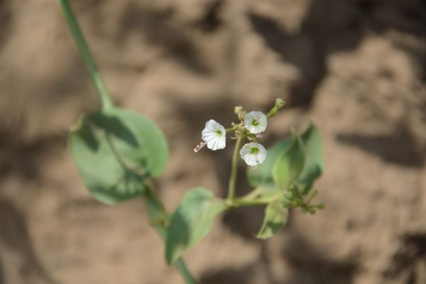 Commicarpus-plumbagineus_01-1