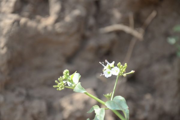 Commicarpus-plumbagineus_02