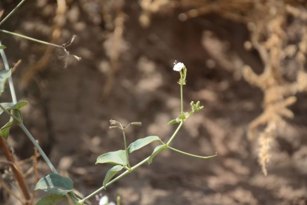 Commicarpus-plumbagineus_03