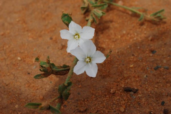 Convolvulus-prostratus_12-1