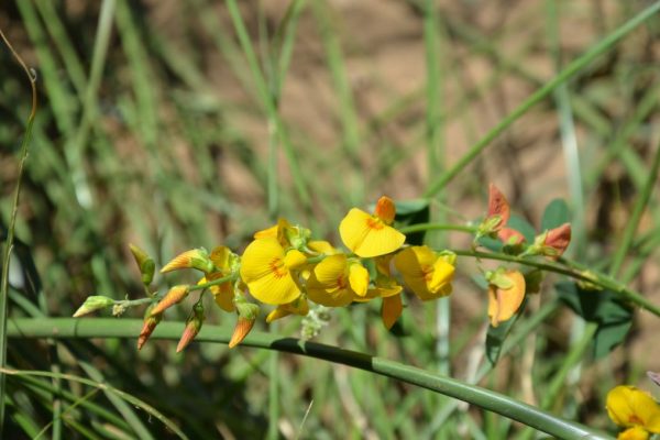 Crotalaria-pumila_01