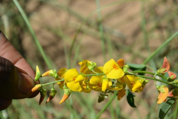 Crotalaria-pumila_02