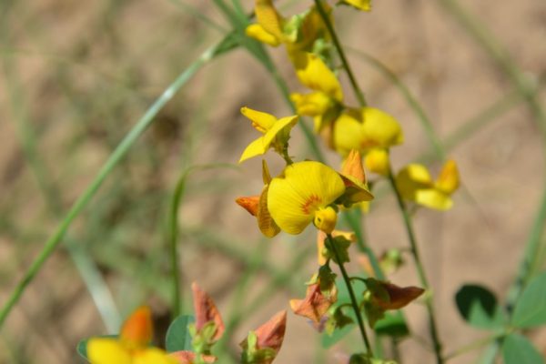 Crotalaria-pumila_03