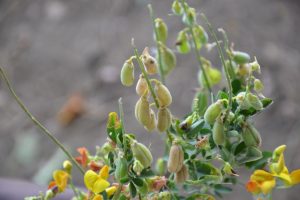 Crotalaria-pumila_04