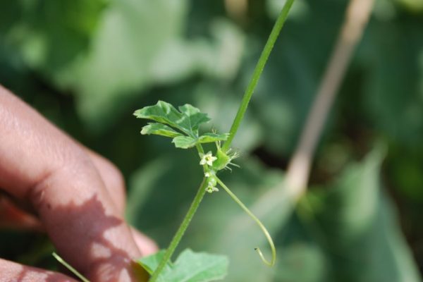 Ctenolepis-cerasiformis_01