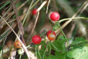 Ctenolepis-cerasiformis_03