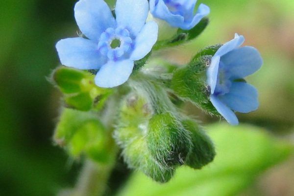 Cynoglossum-lanceolatum_01