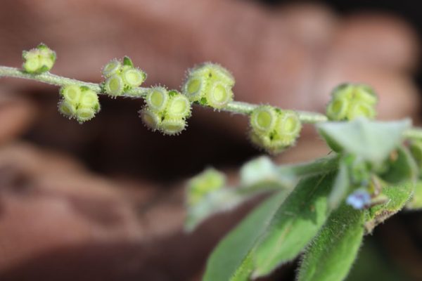 Cynoglossum-lanceolatum_03