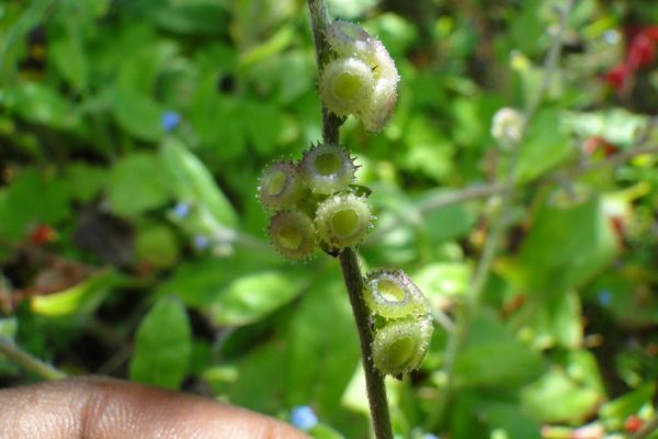 Cynoglossum-lanceolatum_04