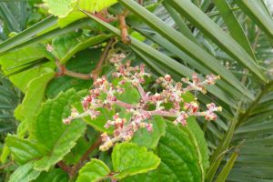 Cyphostemma-cyphopetalum_01