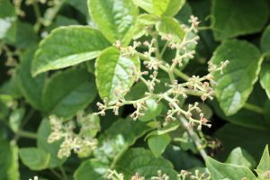 Cyphostemma-cyphopetalum_03