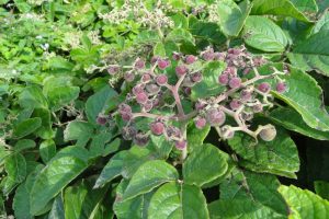 Cyphostemma-cyphopetalum_04-1