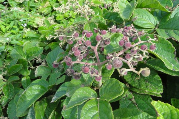 Cyphostemma-cyphopetalum_04-1