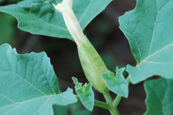 Datura-ferox_01-1-rotated