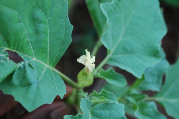 Datura-ferox_02