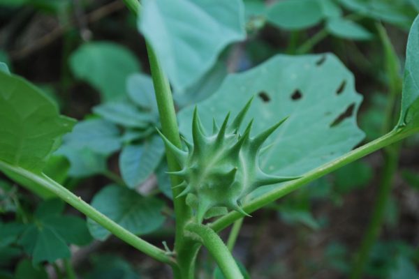 Datura-ferox_03