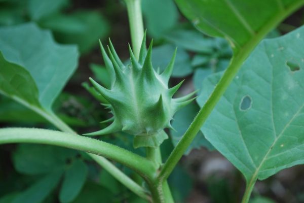 Datura-ferox_04