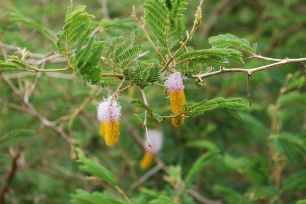 Dichrostachys-cinerea_02