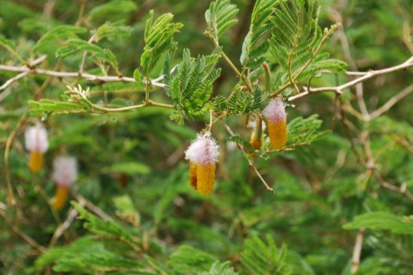 Dichrostachys-cinerea_03
