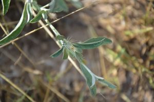 Dicoma-tomentosa_02