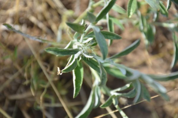 Dicoma-tomentosa_03