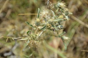 Dicoma-tomentosa_04