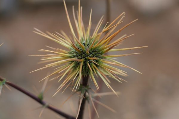 Echinops-spinosissimus_01